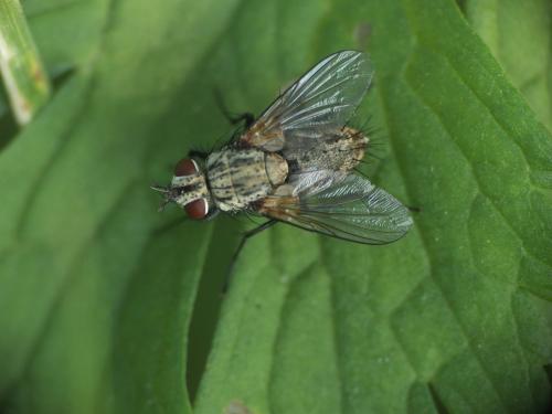 Bithia sp.